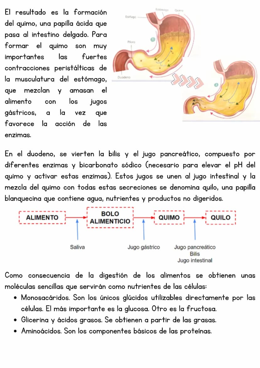 T3 APARATO DIGESTIVO
1. Introducción
Función de nutrición
Aparato
digestivo
Aparato
Aparato
respiratorio
Aparato
circulatorio
excretor
Reali