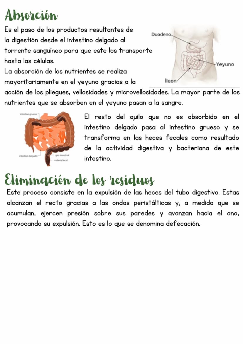 T3 APARATO DIGESTIVO
1. Introducción
Función de nutrición
Aparato
digestivo
Aparato
Aparato
respiratorio
Aparato
circulatorio
excretor
Reali