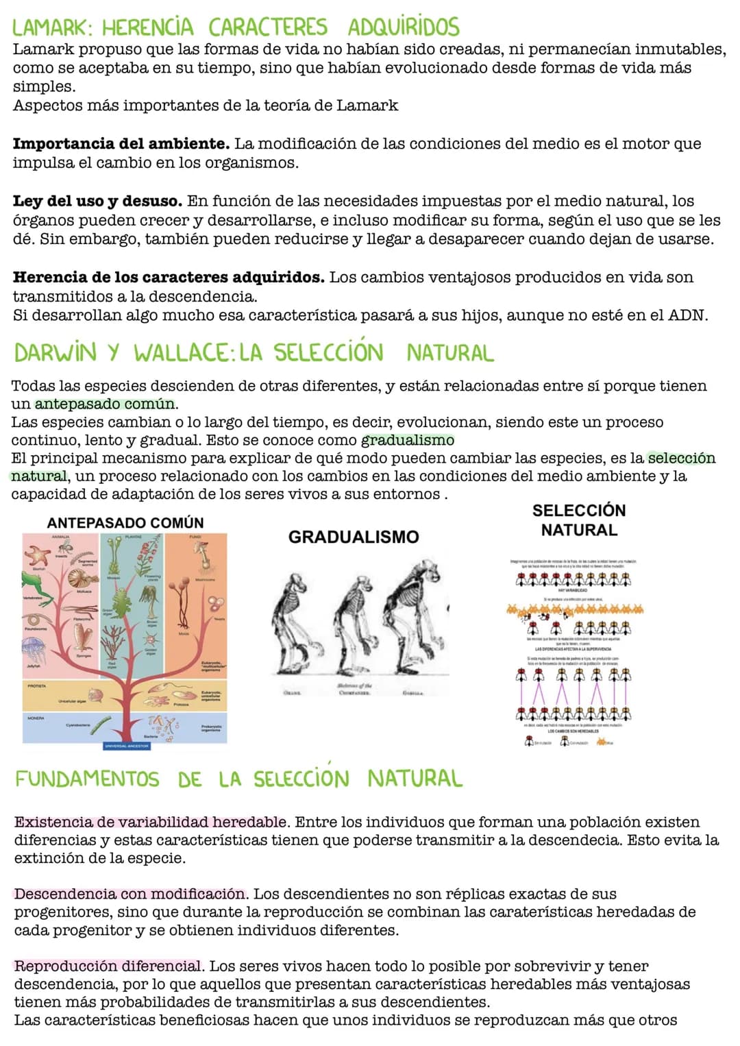 UDI 3: EL ORIGEN DE LA VIDA
ESPONTÁNEA
TEORÍAS: LA GENERACIÓN
Experimento de Redi
Experimento de Redi:
Redi trataba de demostrar que la vida