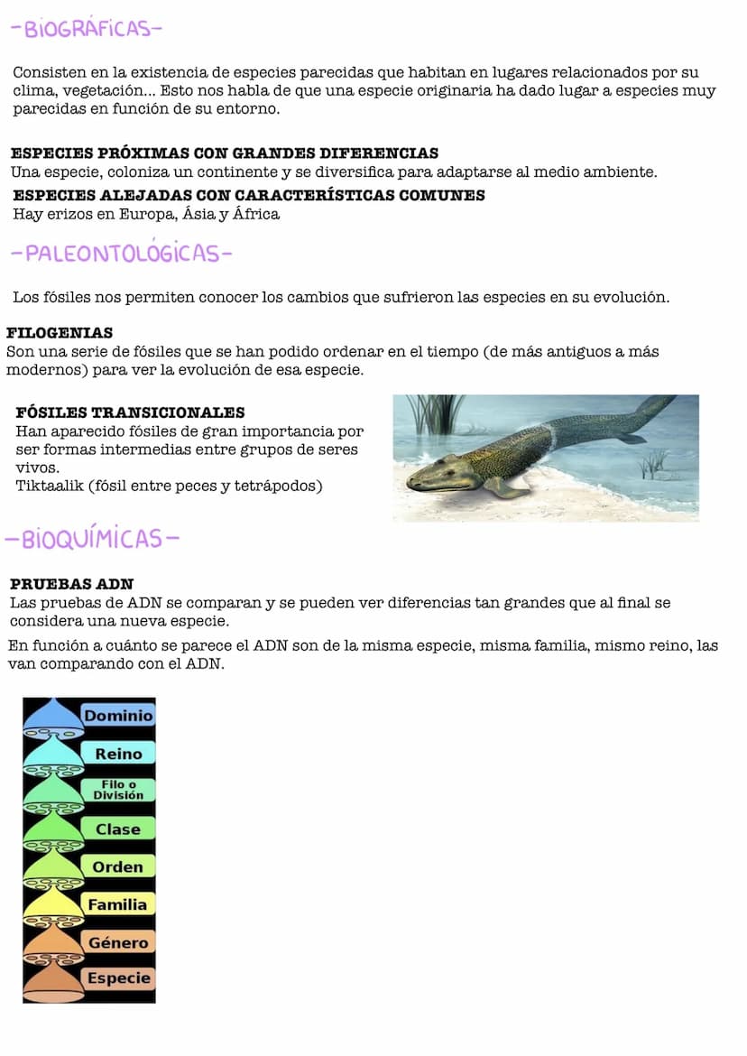 UDI 3: EL ORIGEN DE LA VIDA
ESPONTÁNEA
TEORÍAS: LA GENERACIÓN
Experimento de Redi
Experimento de Redi:
Redi trataba de demostrar que la vida