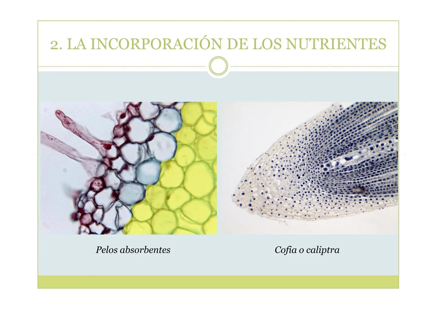 # TEMA 5. LA NUTRICIÓN DE
LAS PLANTAS

BIOLOGÍA, GEOLOGÍA Y CIENCIAS
AMBIENTALES ÍNDICE

1. La nutrición de las plantas
2. La incorporación 