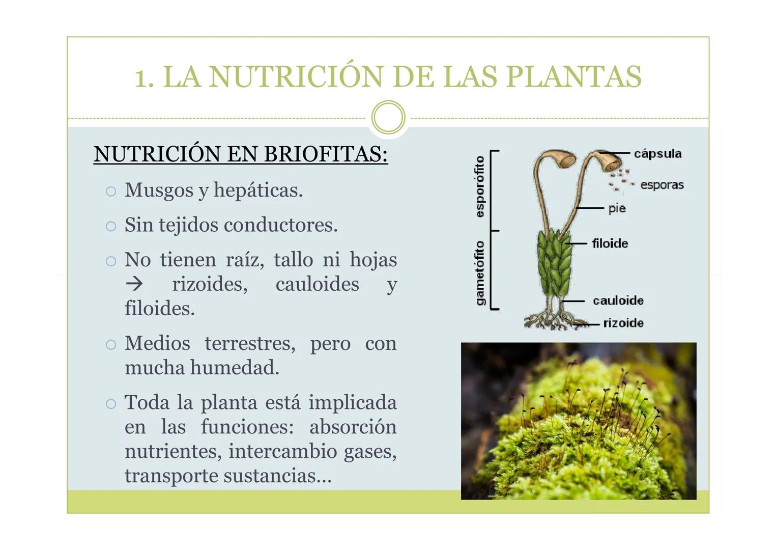 # TEMA 5. LA NUTRICIÓN DE
LAS PLANTAS

BIOLOGÍA, GEOLOGÍA Y CIENCIAS
AMBIENTALES ÍNDICE

1. La nutrición de las plantas
2. La incorporación 