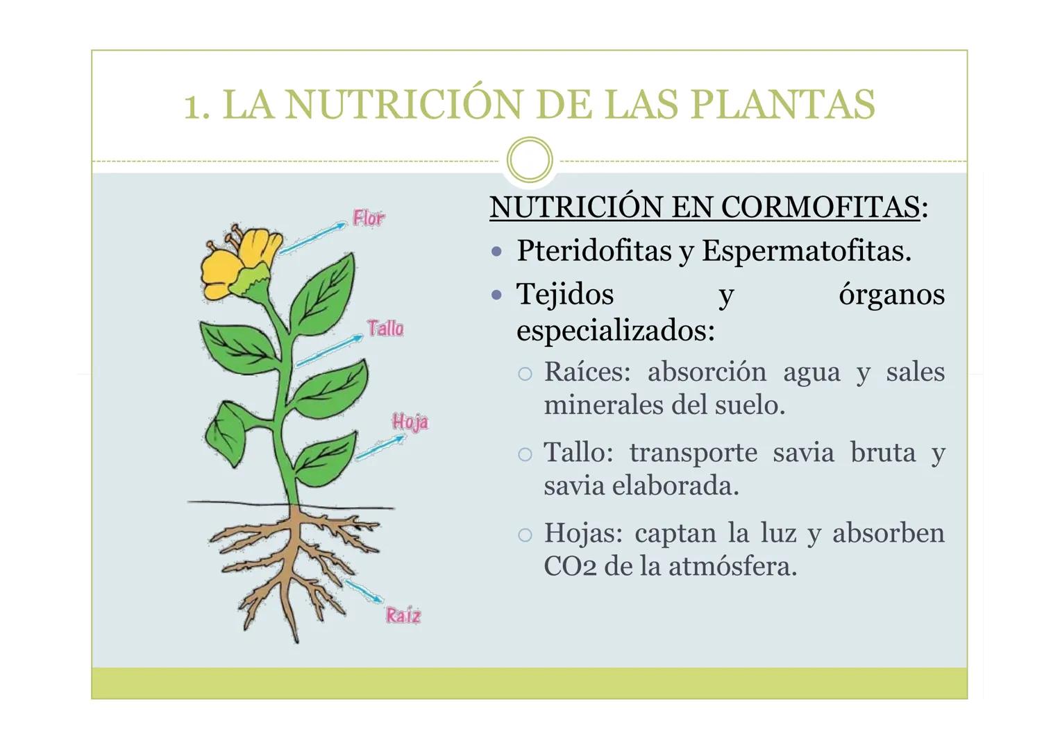 # TEMA 5. LA NUTRICIÓN DE
LAS PLANTAS

BIOLOGÍA, GEOLOGÍA Y CIENCIAS
AMBIENTALES ÍNDICE

1. La nutrición de las plantas
2. La incorporación 