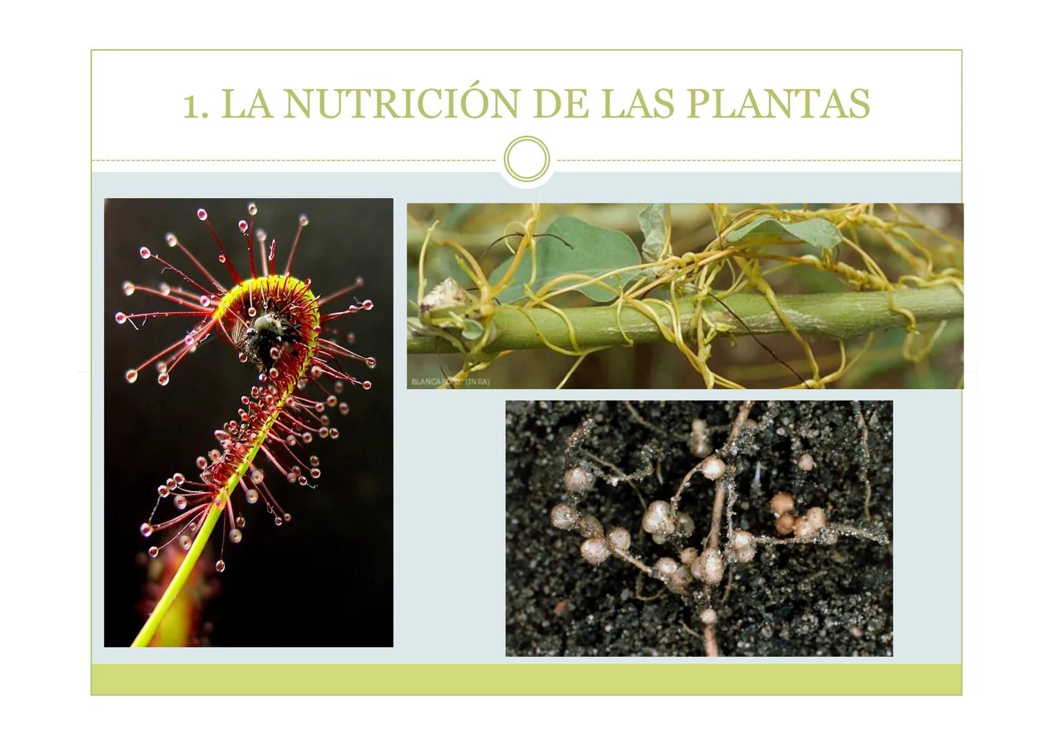 # TEMA 5. LA NUTRICIÓN DE
LAS PLANTAS

BIOLOGÍA, GEOLOGÍA Y CIENCIAS
AMBIENTALES ÍNDICE

1. La nutrición de las plantas
2. La incorporación 