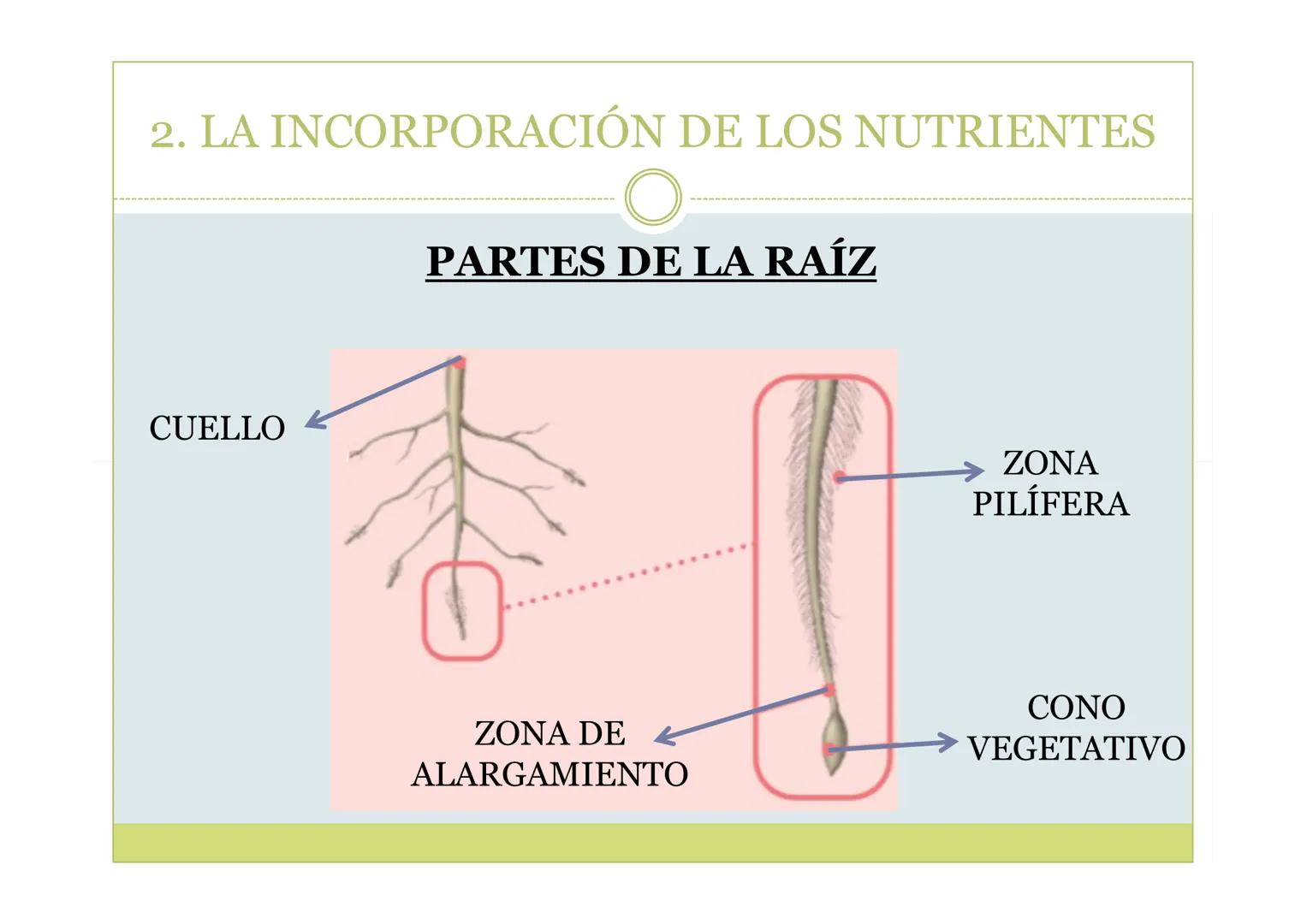 # TEMA 5. LA NUTRICIÓN DE
LAS PLANTAS

BIOLOGÍA, GEOLOGÍA Y CIENCIAS
AMBIENTALES ÍNDICE

1. La nutrición de las plantas
2. La incorporación 