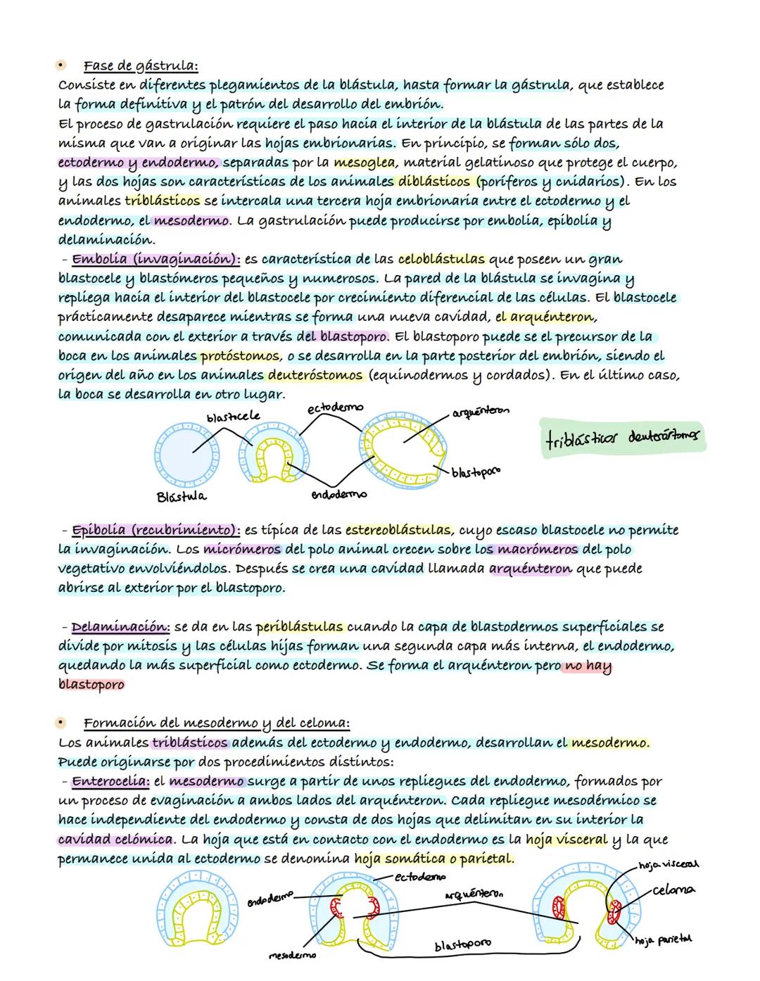 # Sistema Reproductor

Para asegurar la perpetuación de la especie, los individuos utilizan la función de reproducción,
que es el conjunto d