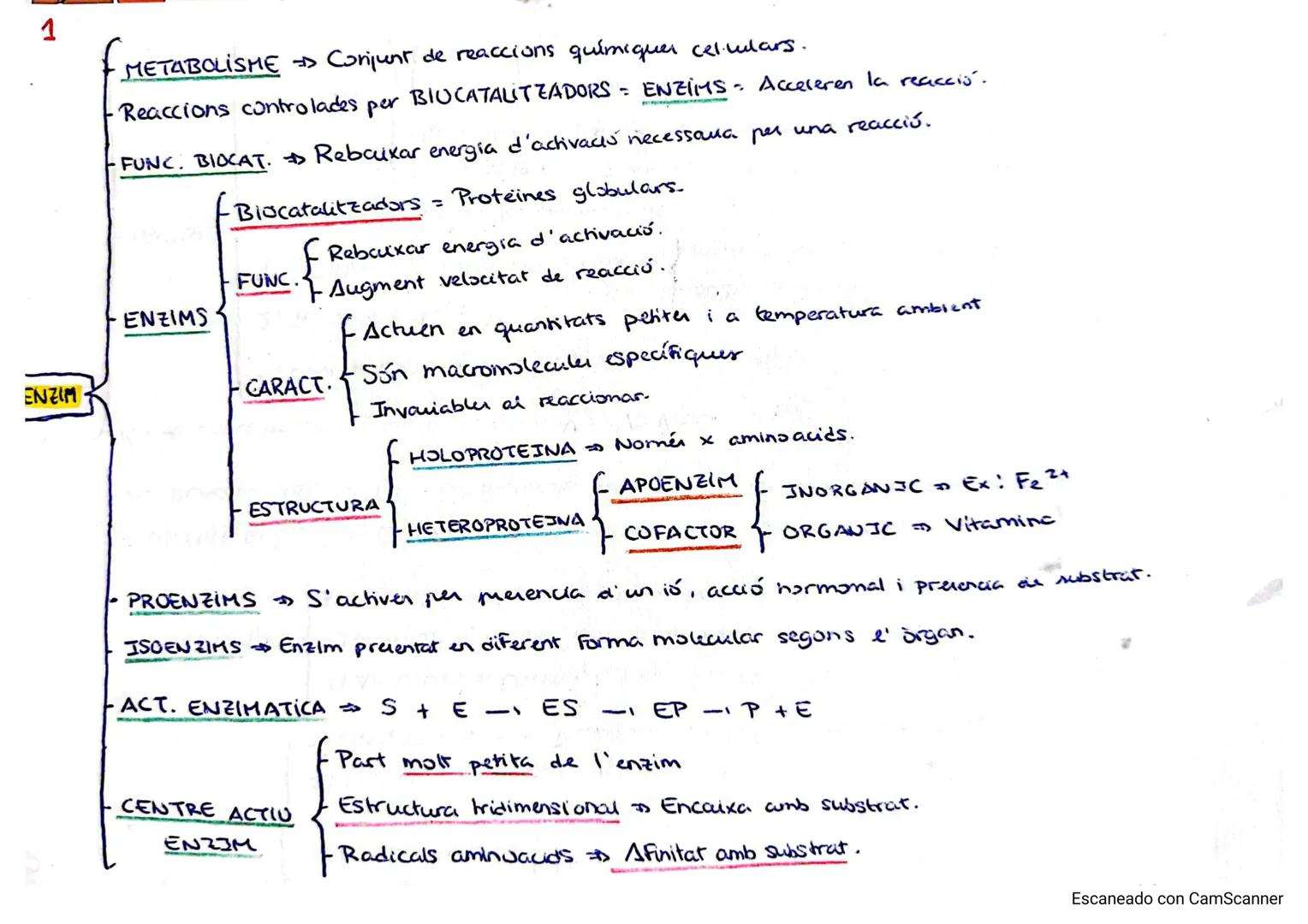 1
- METABOLISME Conjunt de reaccions químiquer celulars.
- Reaccions controlades per BIUCATALITZADORS = ENZIMS Acceleren la reacció.
- FUNC.