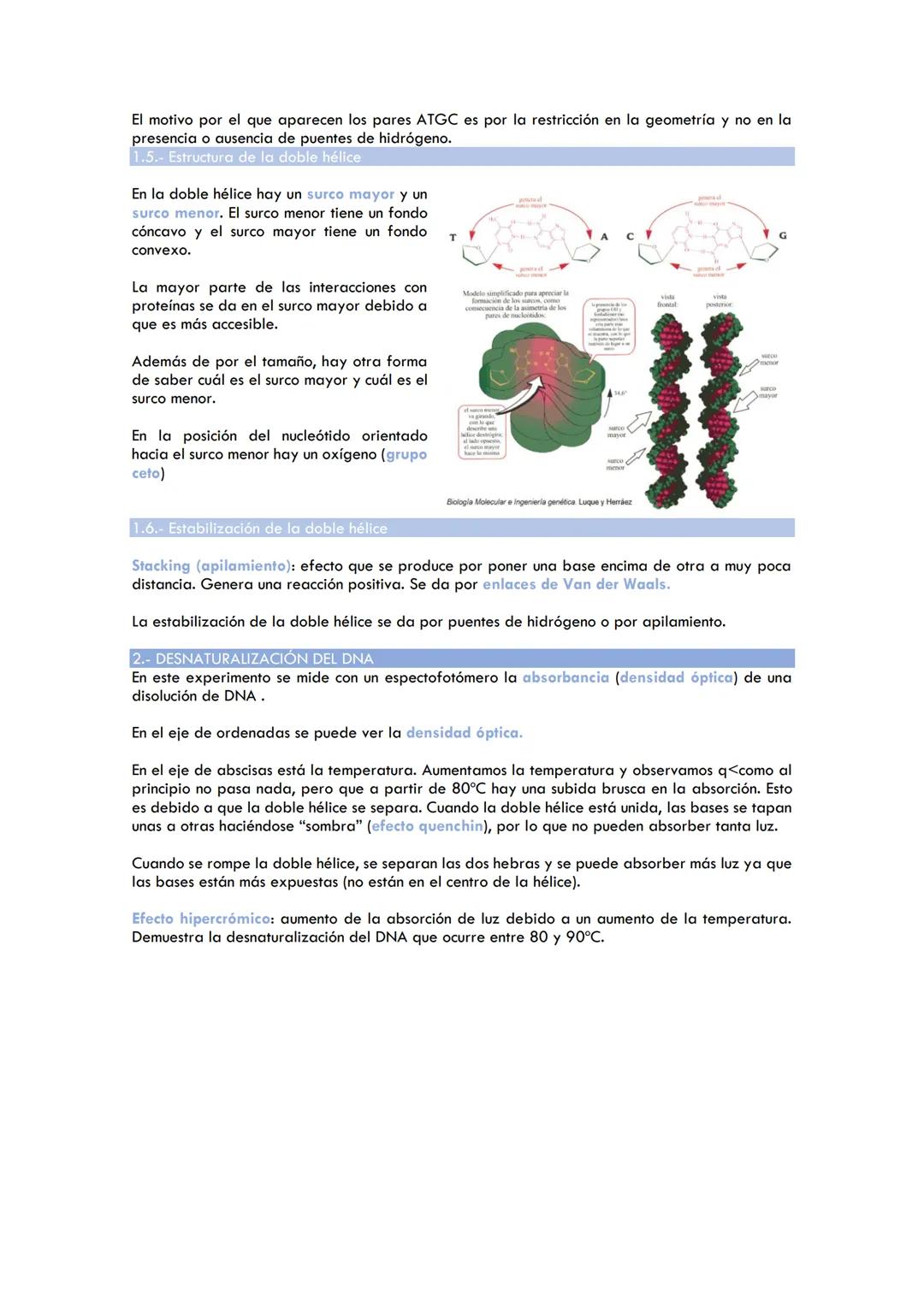 Tema 1. Estructura de ácidos nucleicos
1. ESTRUCTURA B DEL DNA
1.2. Características:
2 polinucleótidos se enrollan en torno a un eje común: 