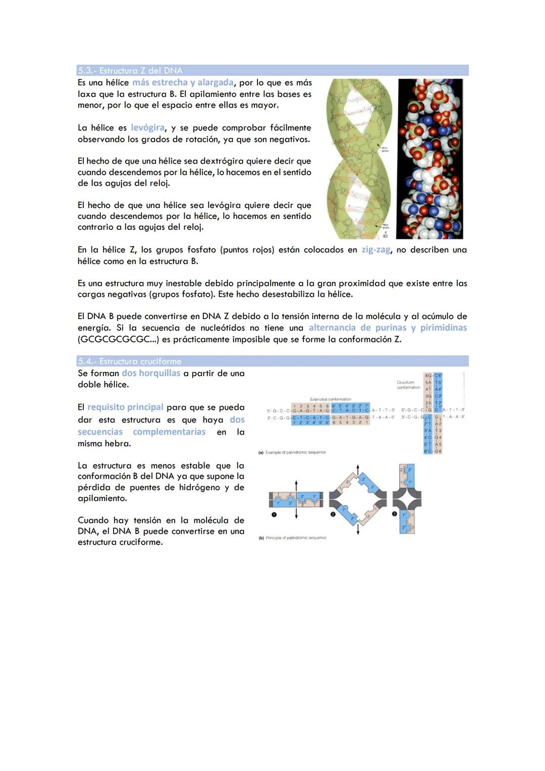 Tema 1. Estructura de ácidos nucleicos
1. ESTRUCTURA B DEL DNA
1.2. Características:
2 polinucleótidos se enrollan en torno a un eje común: 