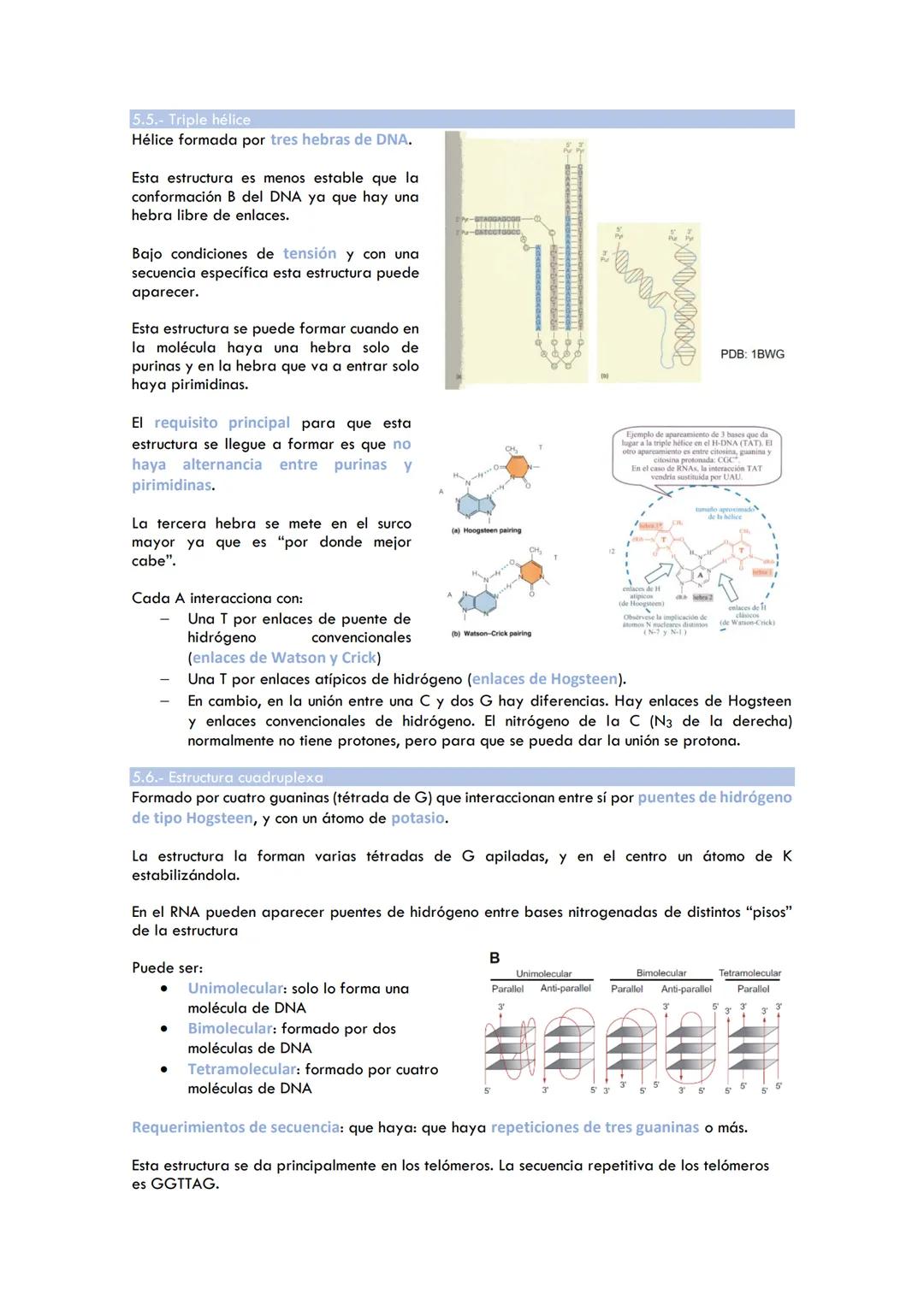 Tema 1. Estructura de ácidos nucleicos
1. ESTRUCTURA B DEL DNA
1.2. Características:
2 polinucleótidos se enrollan en torno a un eje común: 