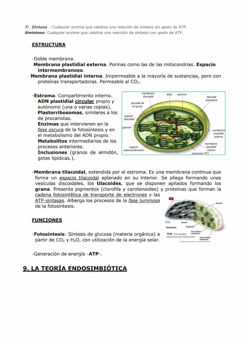 ORGANIZACIÓN
CELULAR (II)
ORGÁNULOS DE MEMBRANA
Inmersos en el citosol, se encuentran los orgánulos celulares. En las células eucariotas,
ad