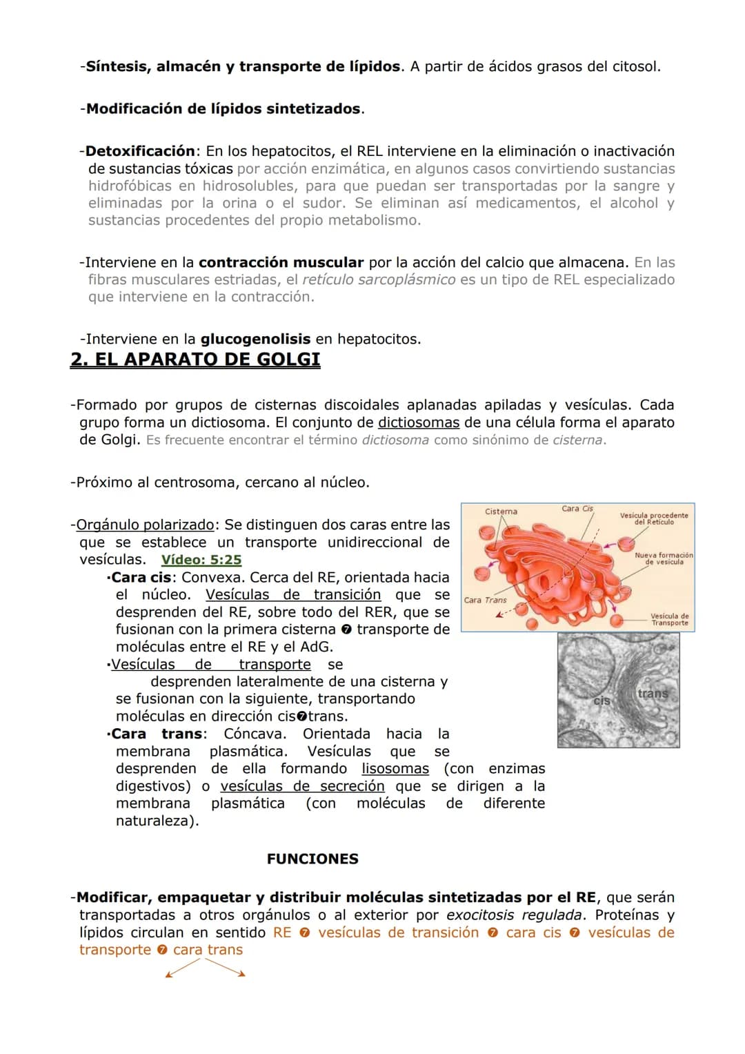 ORGANIZACIÓN
CELULAR (II)
ORGÁNULOS DE MEMBRANA
Inmersos en el citosol, se encuentran los orgánulos celulares. En las células eucariotas,
ad