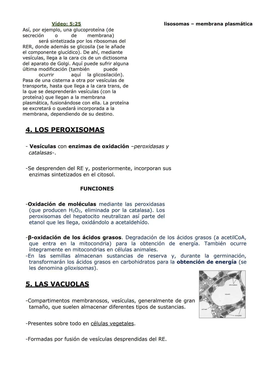 ORGANIZACIÓN
CELULAR (II)
ORGÁNULOS DE MEMBRANA
Inmersos en el citosol, se encuentran los orgánulos celulares. En las células eucariotas,
ad
