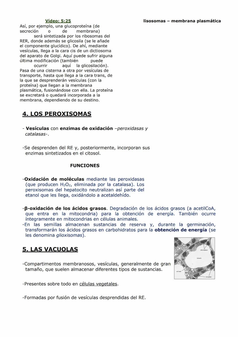 ORGANIZACIÓN
CELULAR (II)
ORGÁNULOS DE MEMBRANA
Inmersos en el citosol, se encuentran los orgánulos celulares. En las células eucariotas,
ad