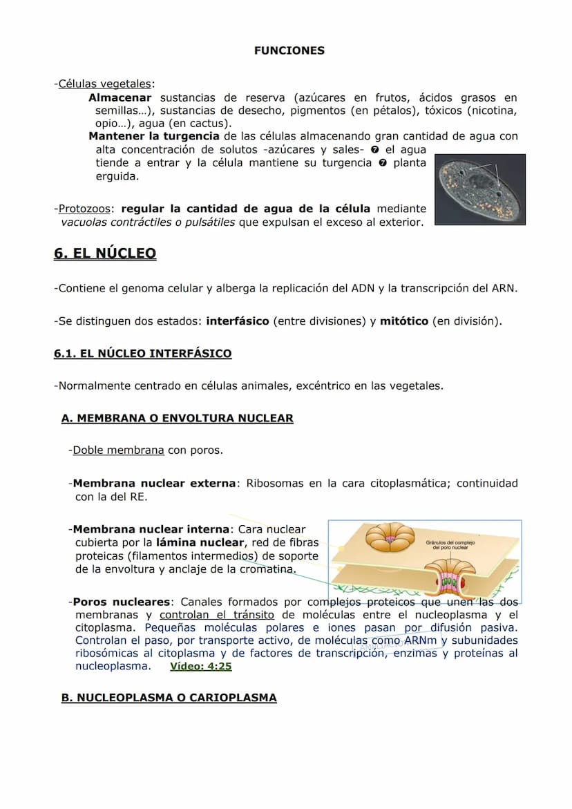 ORGANIZACIÓN
CELULAR (II)
ORGÁNULOS DE MEMBRANA
Inmersos en el citosol, se encuentran los orgánulos celulares. En las células eucariotas,
ad
