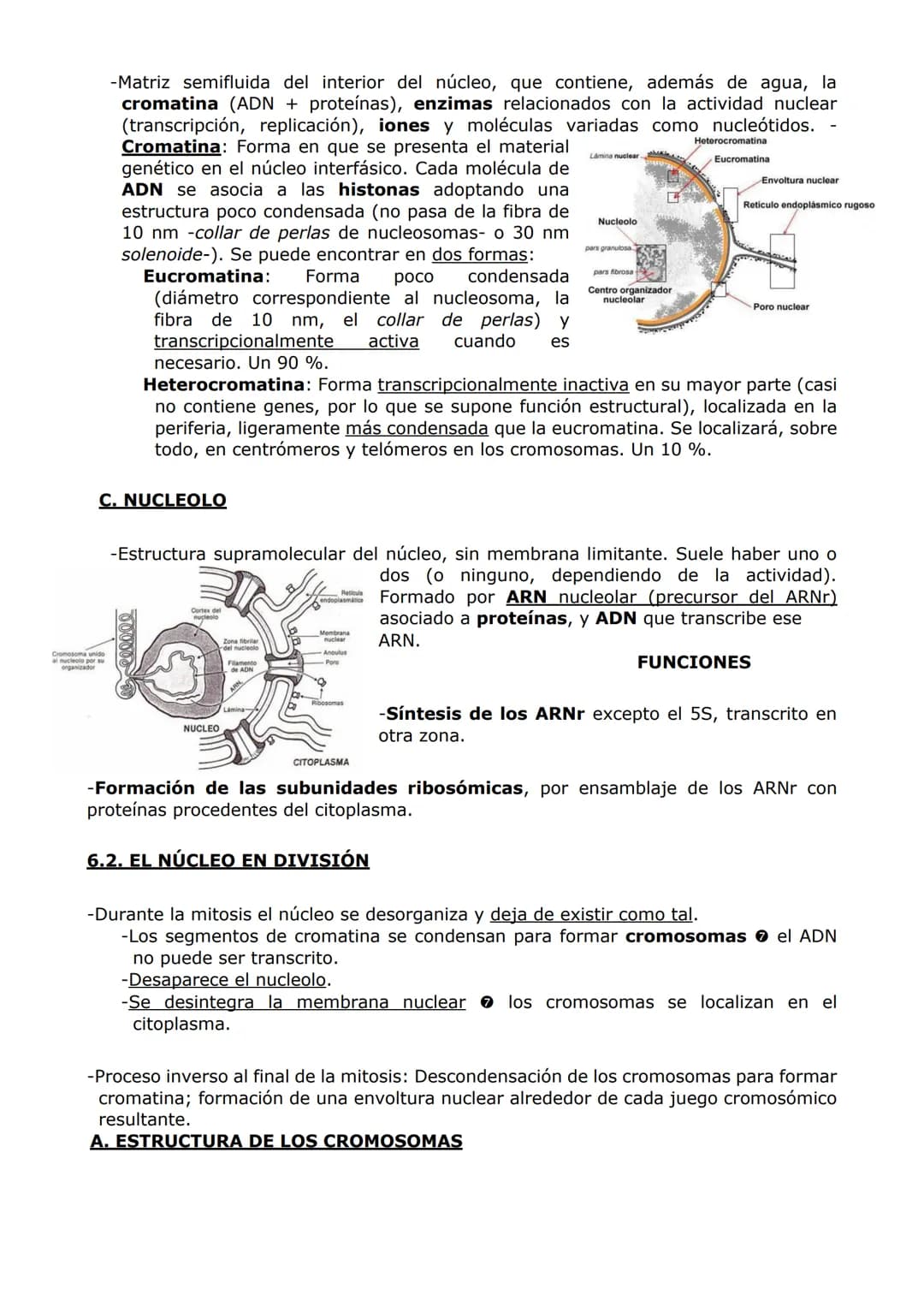 ORGANIZACIÓN
CELULAR (II)
ORGÁNULOS DE MEMBRANA
Inmersos en el citosol, se encuentran los orgánulos celulares. En las células eucariotas,
ad