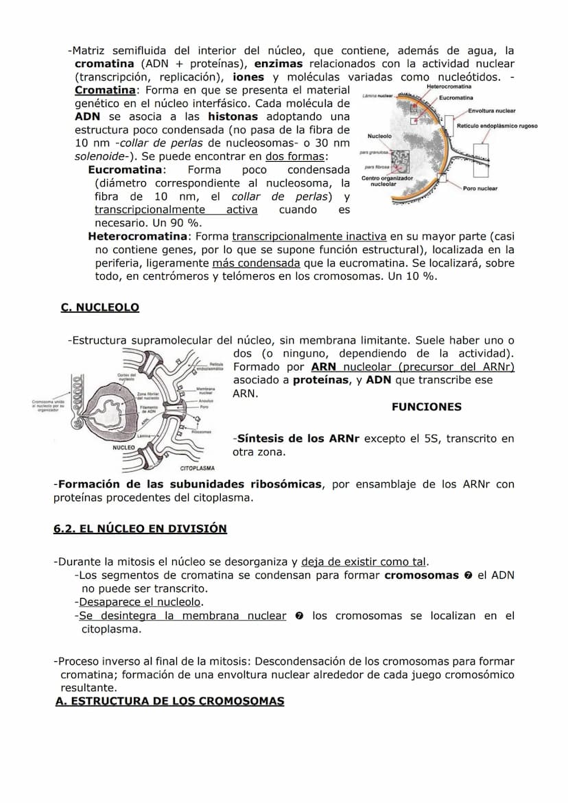 ORGANIZACIÓN
CELULAR (II)
ORGÁNULOS DE MEMBRANA
Inmersos en el citosol, se encuentran los orgánulos celulares. En las células eucariotas,
ad
