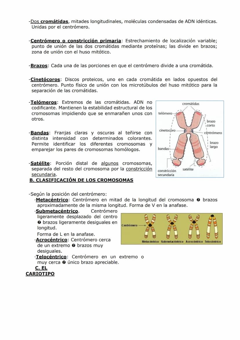 ORGANIZACIÓN
CELULAR (II)
ORGÁNULOS DE MEMBRANA
Inmersos en el citosol, se encuentran los orgánulos celulares. En las células eucariotas,
ad