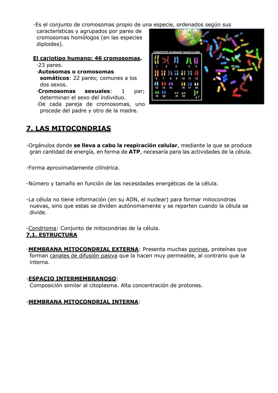 ORGANIZACIÓN
CELULAR (II)
ORGÁNULOS DE MEMBRANA
Inmersos en el citosol, se encuentran los orgánulos celulares. En las células eucariotas,
ad