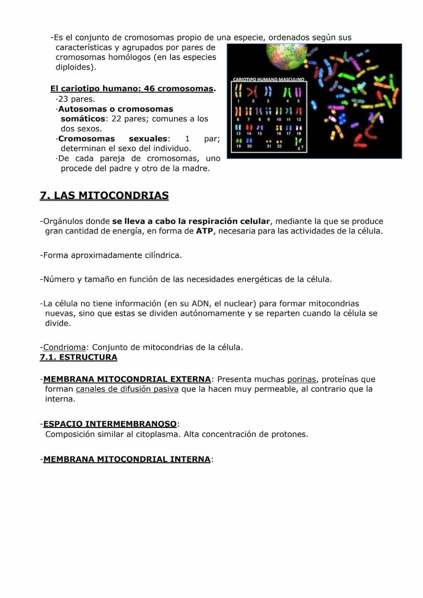 ORGANIZACIÓN
CELULAR (II)
ORGÁNULOS DE MEMBRANA
Inmersos en el citosol, se encuentran los orgánulos celulares. En las células eucariotas,
ad