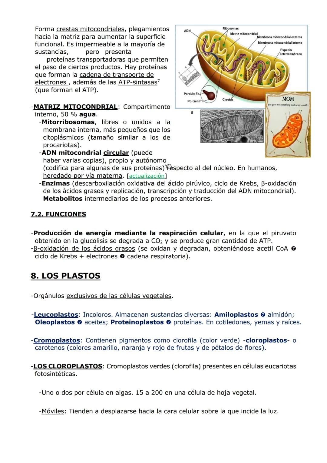 ORGANIZACIÓN
CELULAR (II)
ORGÁNULOS DE MEMBRANA
Inmersos en el citosol, se encuentran los orgánulos celulares. En las células eucariotas,
ad