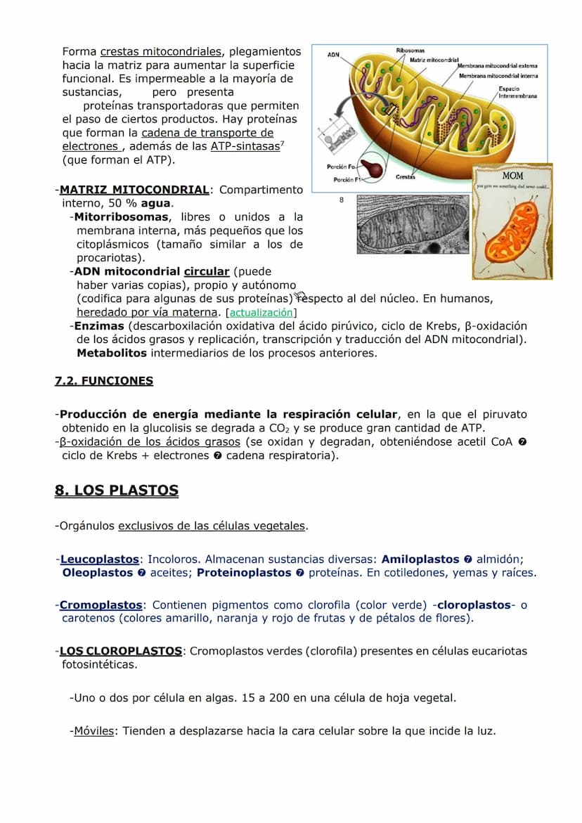 ORGANIZACIÓN
CELULAR (II)
ORGÁNULOS DE MEMBRANA
Inmersos en el citosol, se encuentran los orgánulos celulares. En las células eucariotas,
ad