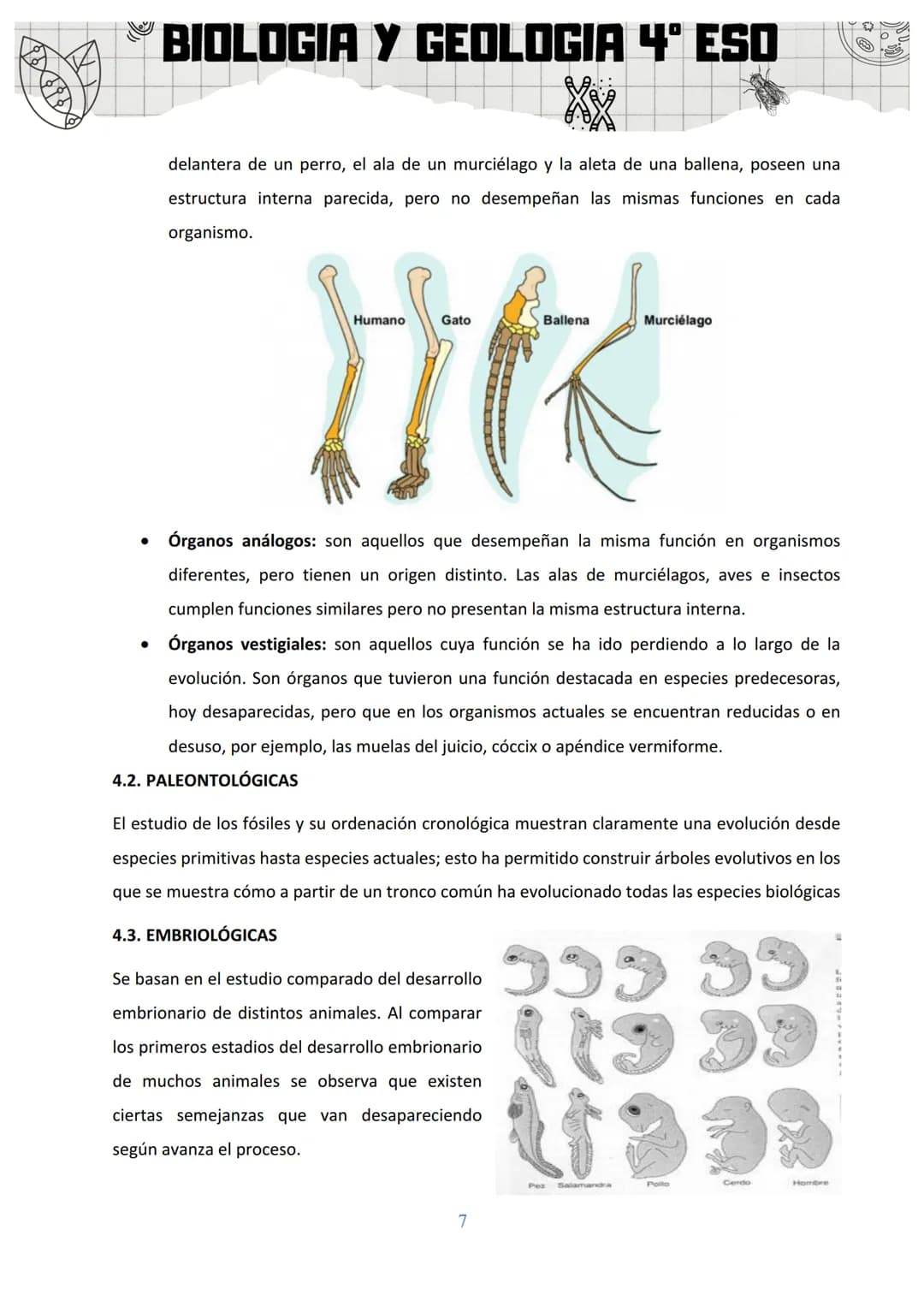 BIOLOGIA Y GEOLOGIA 4º ESO
SA 3: ORIGEN Y EVOLUCIÓN DE LOS SERES VIVOS
1. EL ORIGEN DE LA VIDA
Al observar la gran diversidad de la vida, la