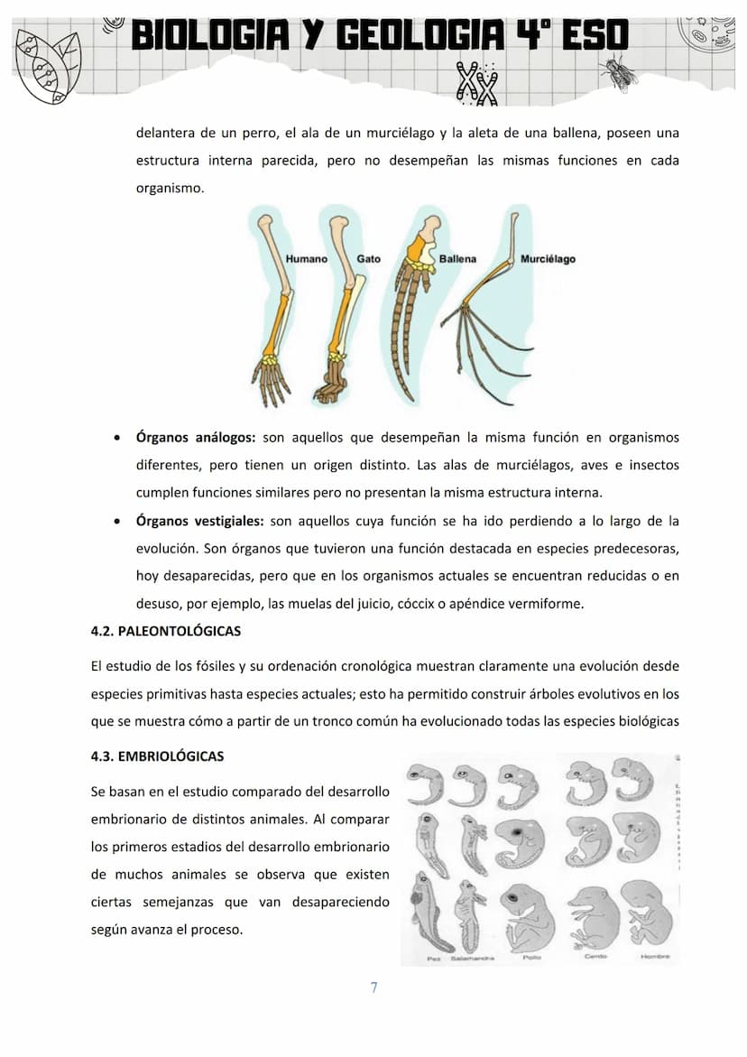 BIOLOGIA Y GEOLOGIA 4º ESO
SA 3: ORIGEN Y EVOLUCIÓN DE LOS SERES VIVOS
1. EL ORIGEN DE LA VIDA
Al observar la gran diversidad de la vida, la