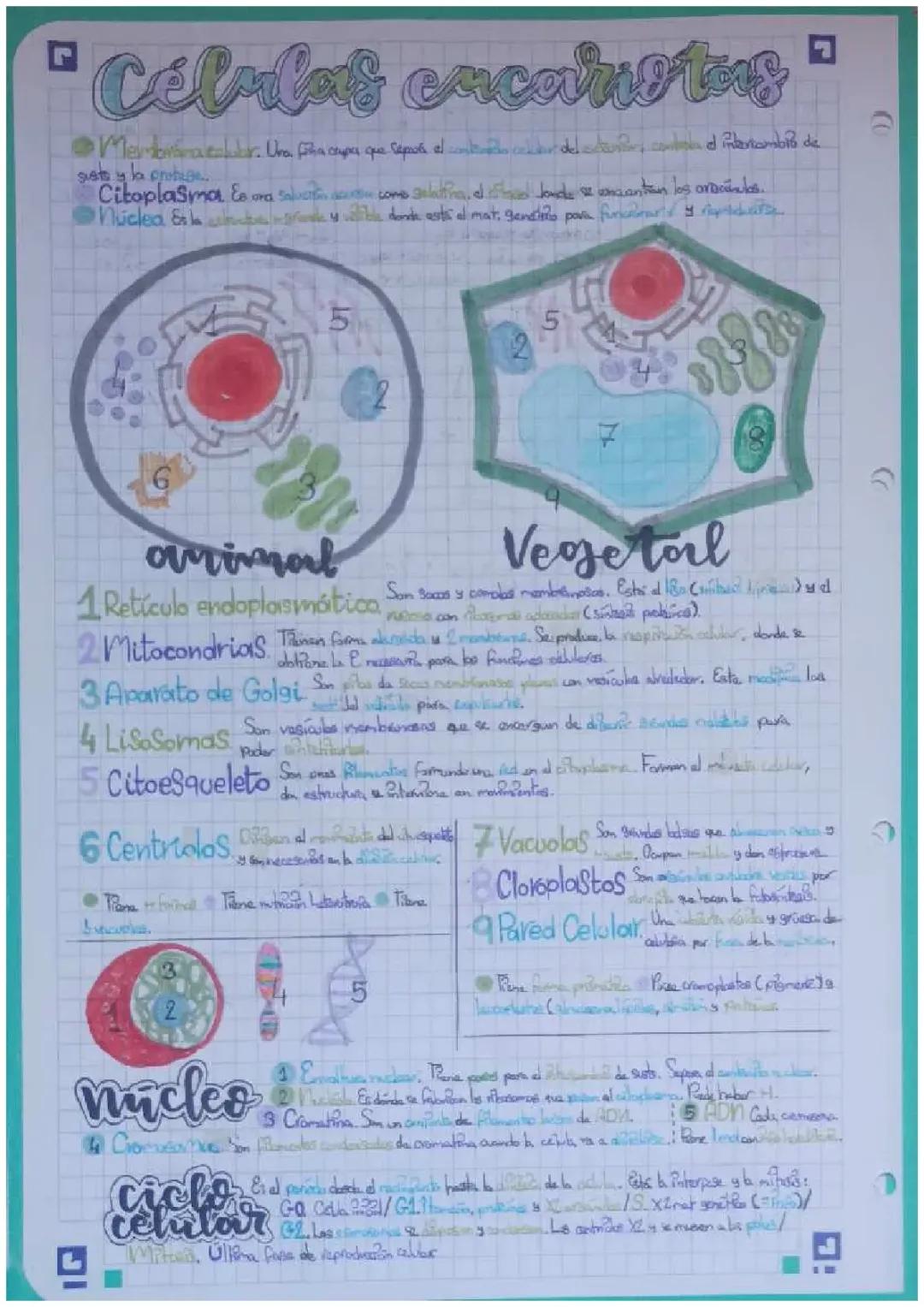 Células: tipos y funciones vitales