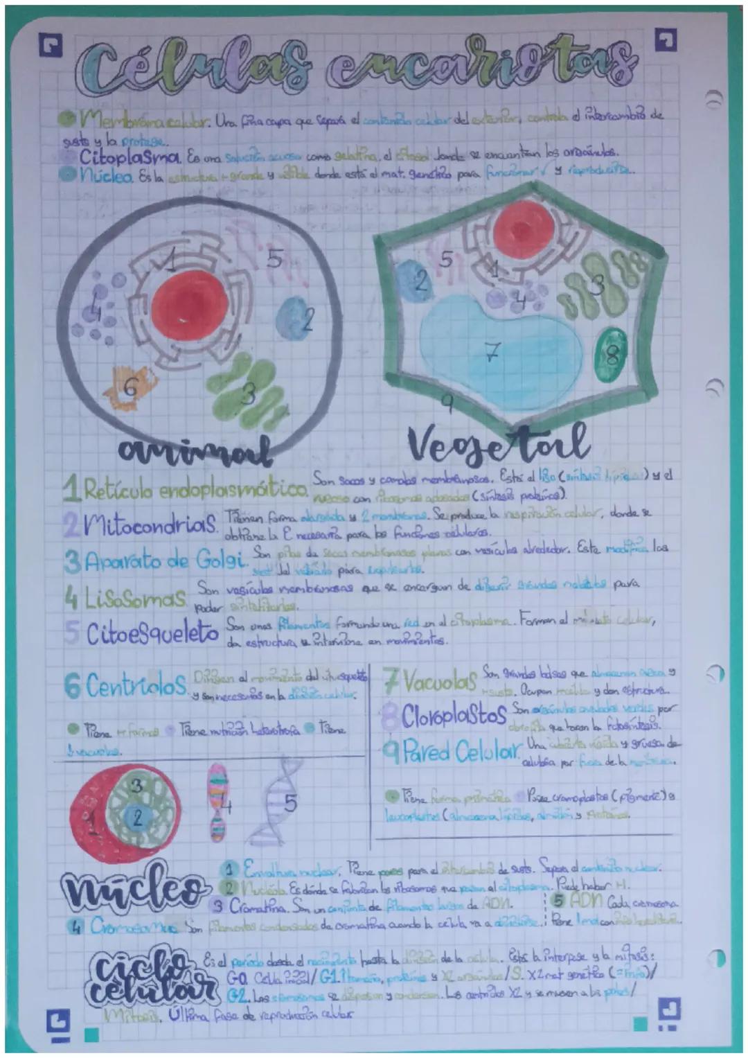 Células excariotas
Membrána colubar. Una fina capa que separa el contanela cellar del exteriors controla e intercambio de
susto y la protuge