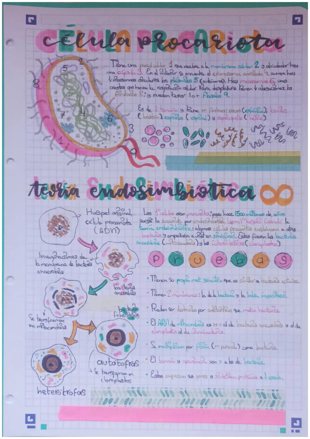 Células excariotas
Membrána colubar. Una fina capa que separa el contanela cellar del exteriors controla e intercambio de
susto y la protuge