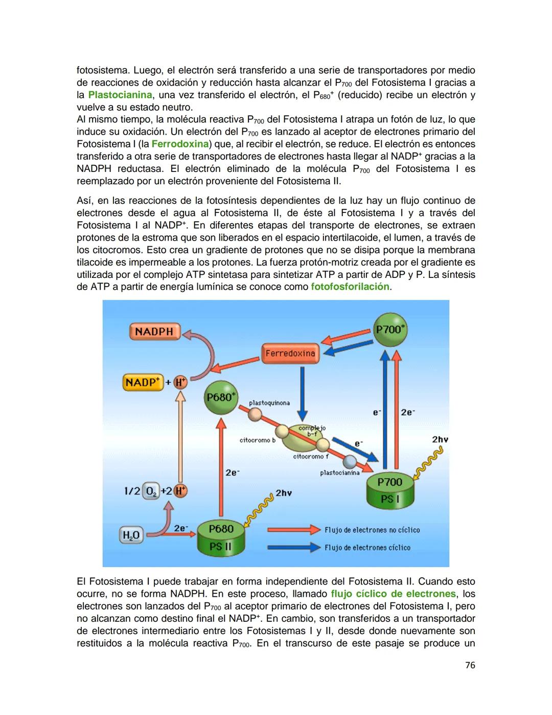 Generalidades de los
fenómenos biologicos
El universo comenzó, según teorías actuales, con una gran explosión o "Big Bang". Antes
de esta ex