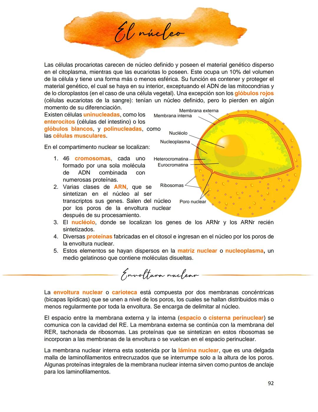 Generalidades de los
fenómenos biologicos
El universo comenzó, según teorías actuales, con una gran explosión o "Big Bang". Antes
de esta ex