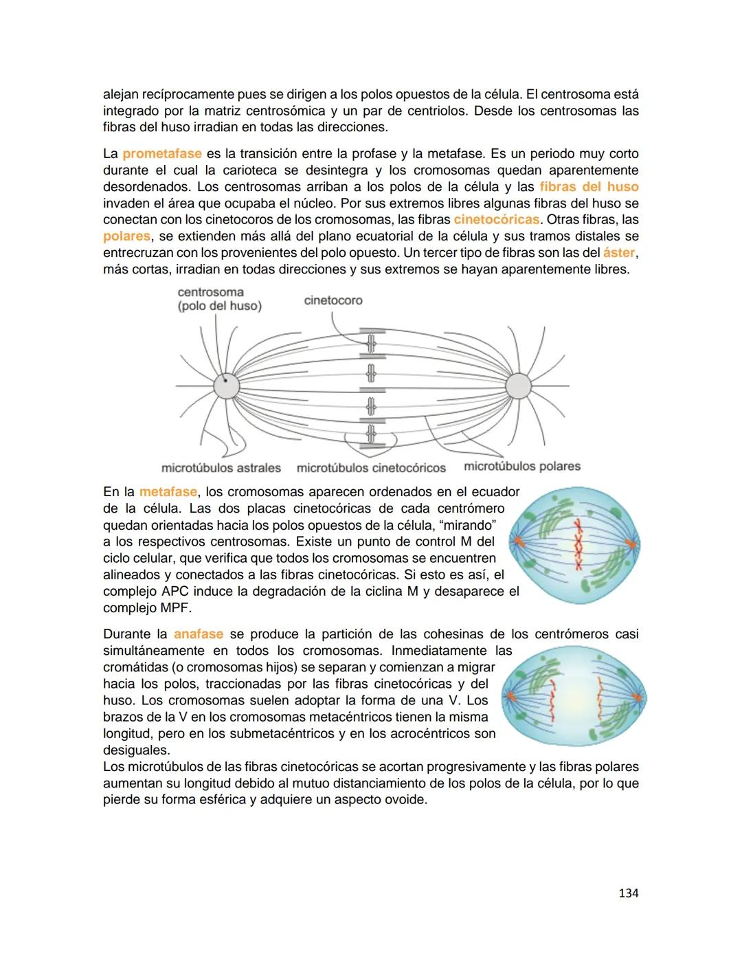 Generalidades de los
fenómenos biologicos
El universo comenzó, según teorías actuales, con una gran explosión o "Big Bang". Antes
de esta ex