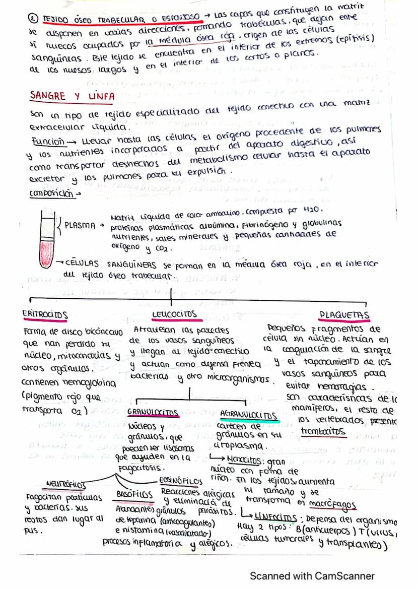 ΤΕΜΑ 1 BIO
1: LA BASE QUIMICA DE LOS ELEMENTOS
Todos los SSVV
estamos constituidos
por BIOELEMENTOS
↓
su combinación mediante
enlaces quimic