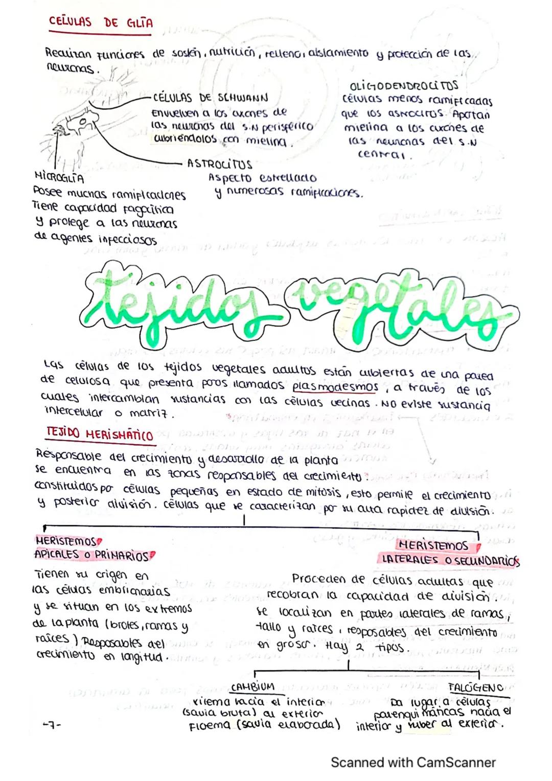 ΤΕΜΑ 1 BIO
1: LA BASE QUIMICA DE LOS ELEMENTOS
Todos los SSVV
estamos constituidos
por BIOELEMENTOS
↓
su combinación mediante
enlaces quimic