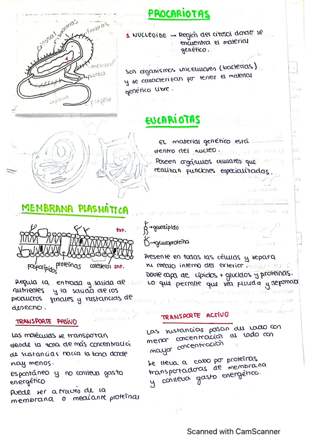 ΤΕΜΑ 1 BIO
1: LA BASE QUIMICA DE LOS ELEMENTOS
Todos los SSVV
estamos constituidos
por BIOELEMENTOS
↓
su combinación mediante
enlaces quimic