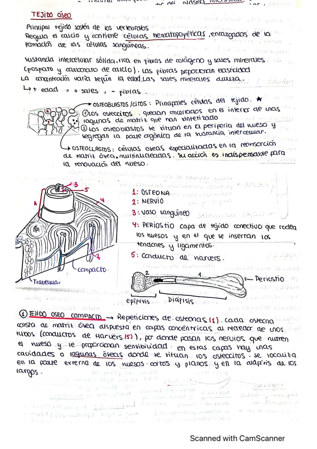 ΤΕΜΑ 1 BIO
1: LA BASE QUIMICA DE LOS ELEMENTOS
Todos los SSVV
estamos constituidos
por BIOELEMENTOS
↓
su combinación mediante
enlaces quimic