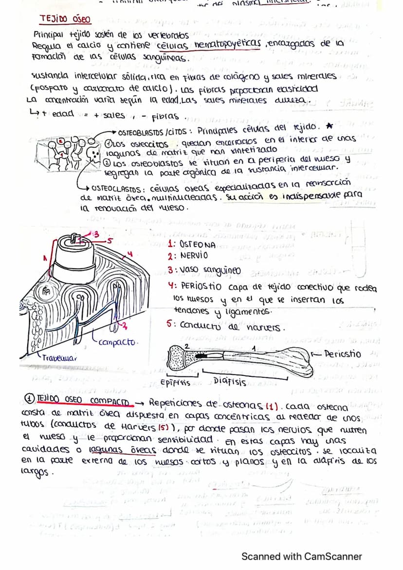 ΤΕΜΑ 1 BIO
1: LA BASE QUIMICA DE LOS ELEMENTOS
Todos los SSVV
estamos constituidos
por BIOELEMENTOS
↓
su combinación mediante
enlaces quimic