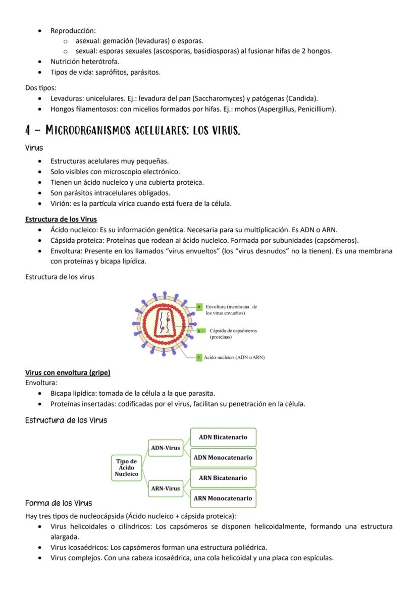 ●
●
1- MUTACIONES, CONCEPTO Y TIPOS.
Definición
Mutación es cualquier cambio en la secuencia de nucleótidos del ADN.
Según el tipo de herenc