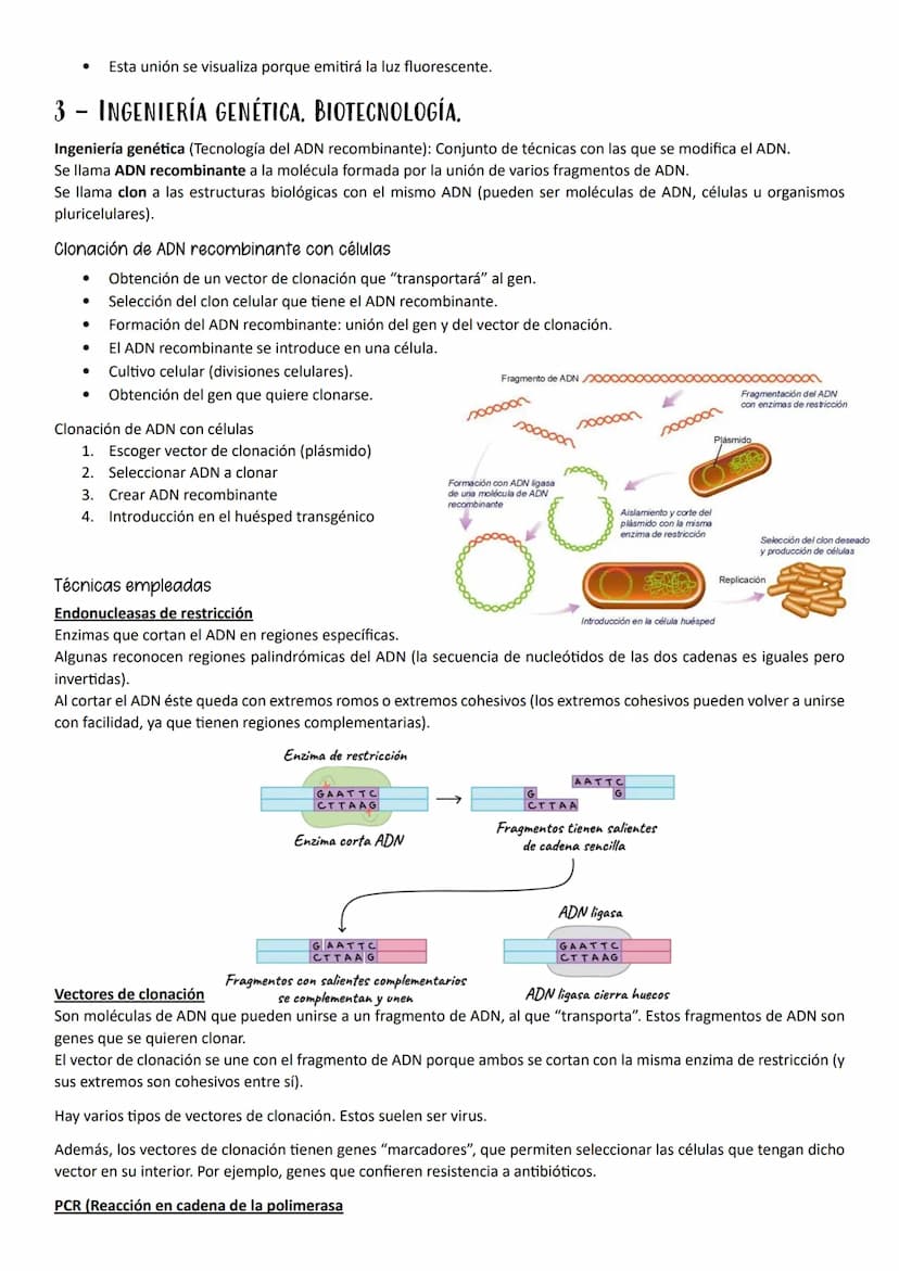 ●
●
1- MUTACIONES, CONCEPTO Y TIPOS.
Definición
Mutación es cualquier cambio en la secuencia de nucleótidos del ADN.
Según el tipo de herenc