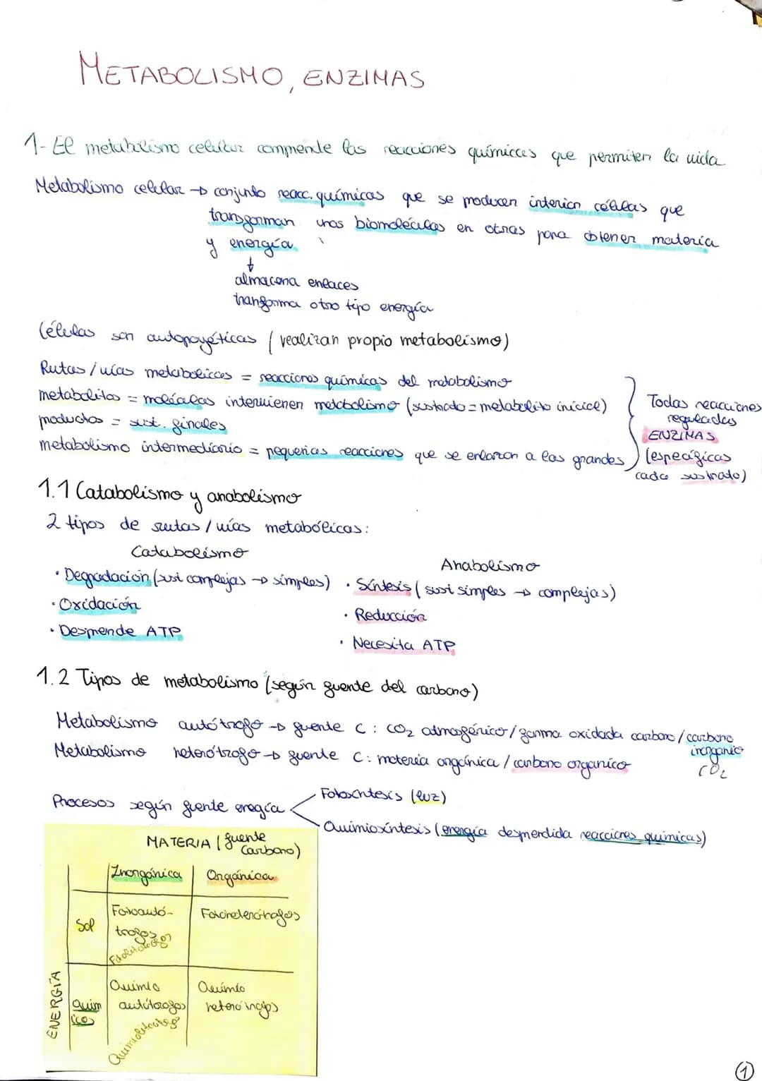 METABOLISMO, ENZIMAS
1- El metabolismo celubur commende las reacciones químicas que permiten la vida
Metabolismo celular - conjunto reacc. q