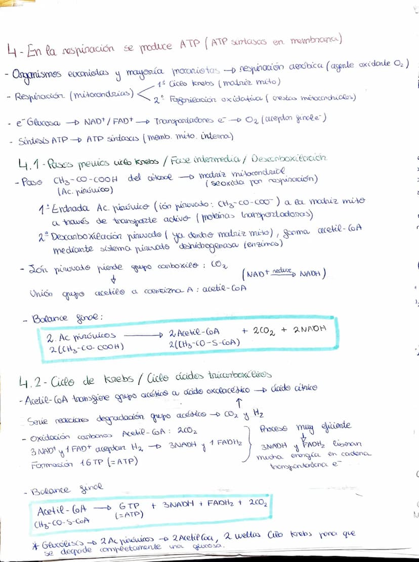 METABOLISMO, ENZIMAS
1- El metabolismo celubur commende las reacciones químicas que permiten la vida
Metabolismo celular - conjunto reacc. q