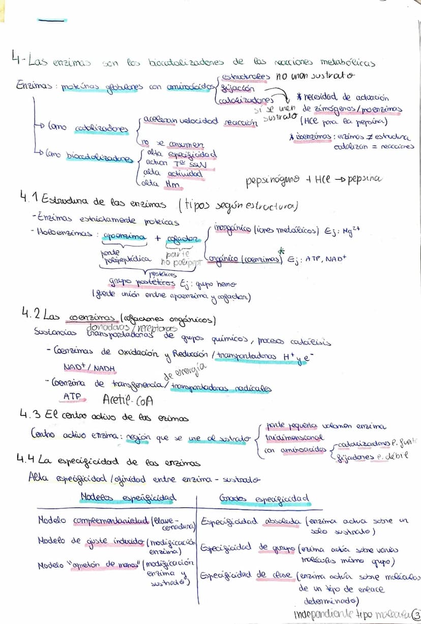 METABOLISMO, ENZIMAS
1- El metabolismo celubur commende las reacciones químicas que permiten la vida
Metabolismo celular - conjunto reacc. q