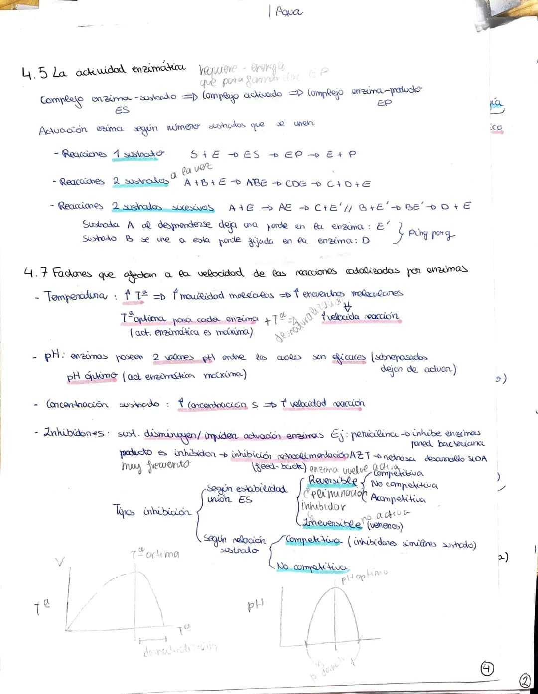 METABOLISMO, ENZIMAS
1- El metabolismo celubur commende las reacciones químicas que permiten la vida
Metabolismo celular - conjunto reacc. q