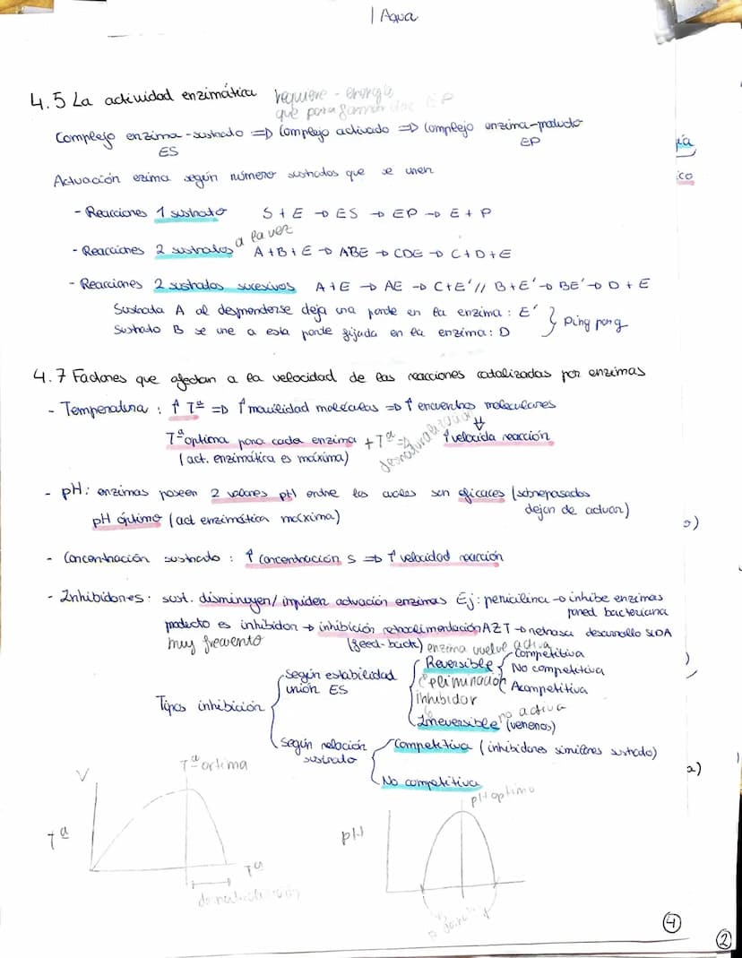 METABOLISMO, ENZIMAS
1- El metabolismo celubur commende las reacciones químicas que permiten la vida
Metabolismo celular - conjunto reacc. q