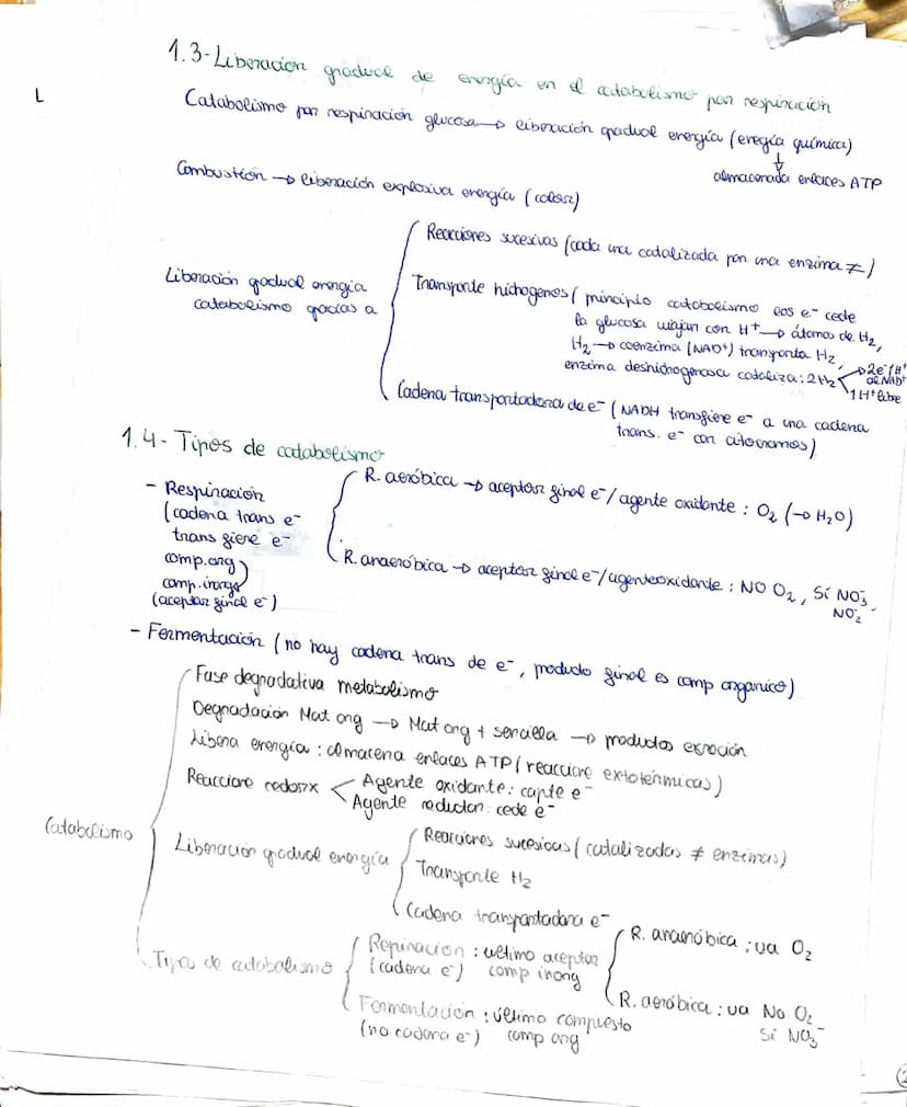 METABOLISMO, ENZIMAS
1- El metabolismo celubur commende las reacciones químicas que permiten la vida
Metabolismo celular - conjunto reacc. q