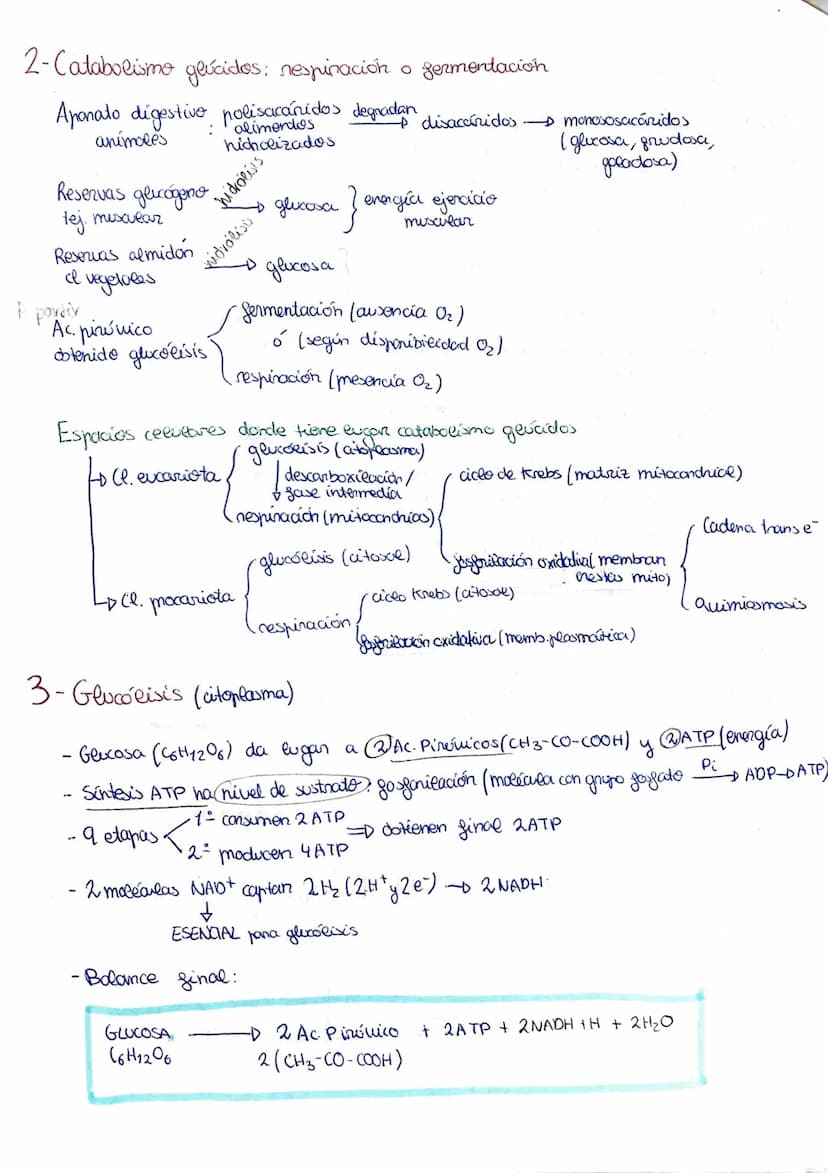 METABOLISMO, ENZIMAS
1- El metabolismo celubur commende las reacciones químicas que permiten la vida
Metabolismo celular - conjunto reacc. q