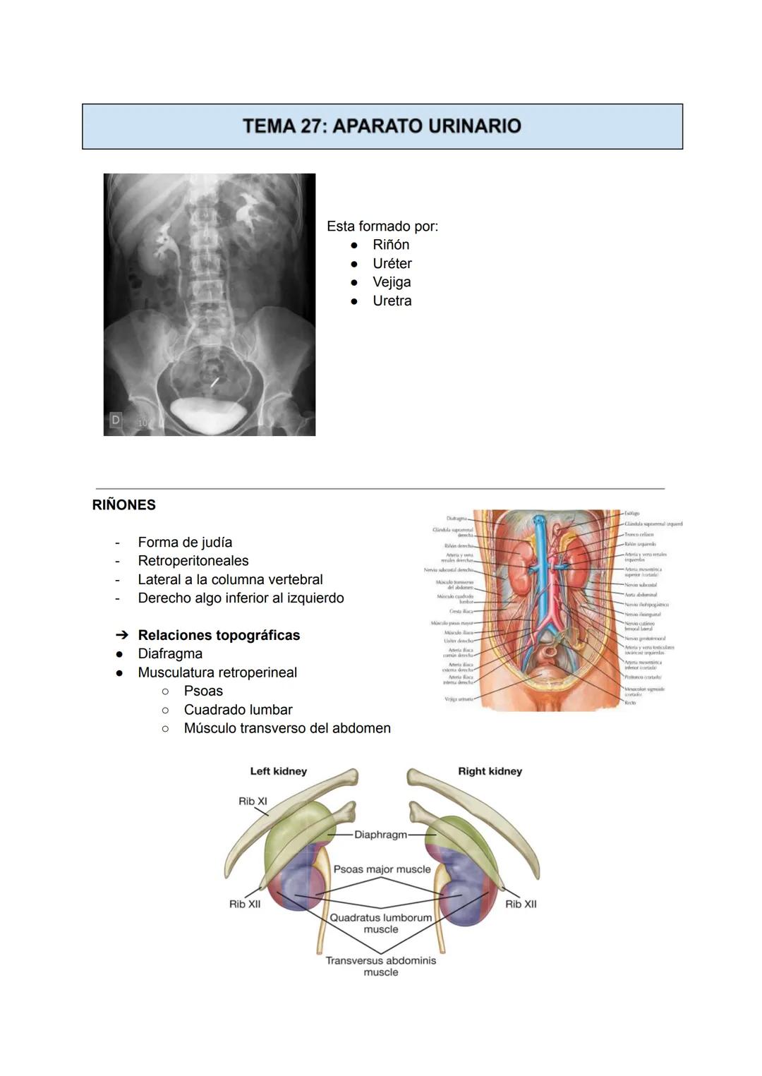 D
RIÑONES
TEMA 27: APARATO URINARIO
Forma de judía
Retroperitoneales
Lateral a la columna vertebral
Derecho algo inferior al izquierdo
→ Rel