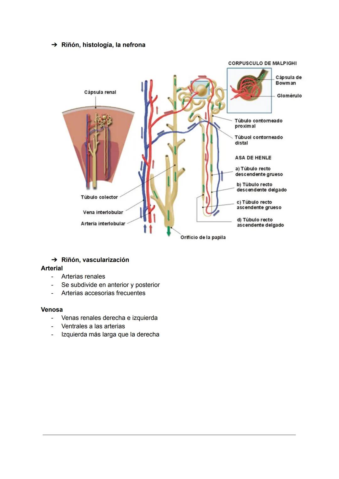 D
RIÑONES
TEMA 27: APARATO URINARIO
Forma de judía
Retroperitoneales
Lateral a la columna vertebral
Derecho algo inferior al izquierdo
→ Rel